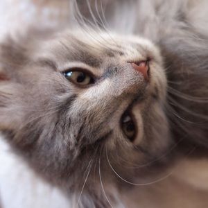 Meet your Posher, Ken